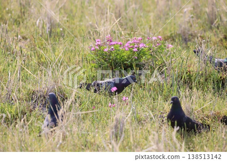 Pigeons feeding in the rice fields 138513142