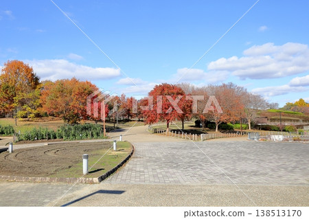 Vibrant autumn leaves on a crape myrtle tree Vibrant autumn leaves on a crape myrtle tree 138513170