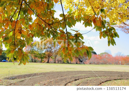 Autumn park: The leaves of the sawtooth oak are changing color. Autumn park: The leaves of the sawtooth oak are changing color. 138513174