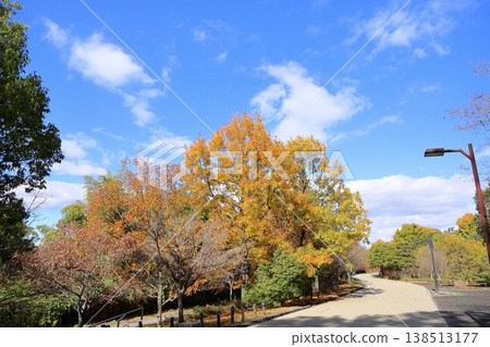 Autumn park, trees changing color Autumn park, trees changing color 138513177
