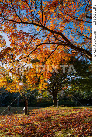 Autumn foliage scenery at Tobayama Park in Hamamatsu City (Shizuoka Prefecture) Autumn foliage scenery at Tobayama Park in Hamamatsu City (Shizuoka Prefecture) 138513195
