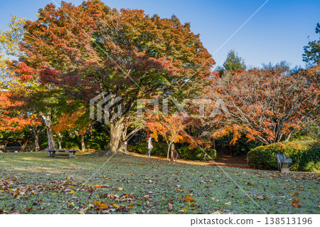 Autumn foliage scenery at Tobayama Park in Hamamatsu City (Shizuoka Prefecture) 138513196