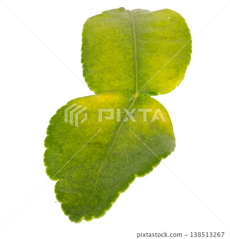 Kaffir lime leaves on a white background Kaffir lime leaves on a white background 138513267