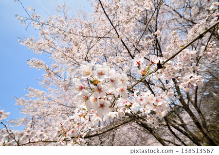Cherry blossoms around Yokotake Dam in Saga Prefecture. Cherry blossoms around Yokotake Dam in Saga Prefecture. 138513567