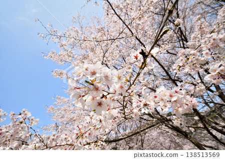 Cherry blossoms around Yokotake Dam in Saga Prefecture. 138513569