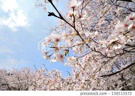 佐賀縣橫武水壩周圍的櫻花。 138513572