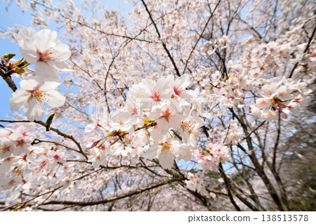 佐賀縣橫武水壩周圍的櫻花。 138513578