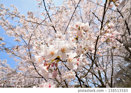 Cherry blossoms around Yokotake Dam in Saga Prefecture. 138513583