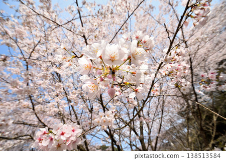Cherry blossoms around Yokotake Dam in Saga Prefecture. 138513584