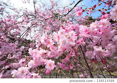 佐賀縣橫武水壩周圍的櫻花。 佐賀縣橫武水壩周圍的櫻花。 138513589
