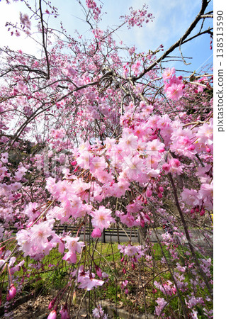 佐賀縣橫武水壩周圍的櫻花。 138513590
