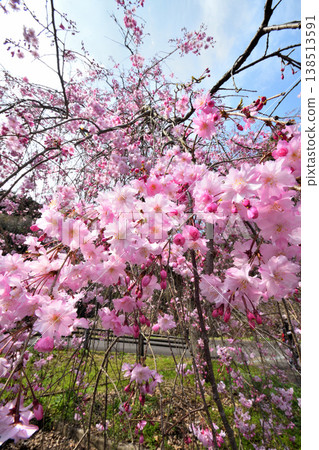 Cherry blossoms around Yokotake Dam in Saga Prefecture. Cherry blossoms around Yokotake Dam in Saga Prefecture. 138513591