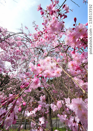 Cherry blossoms around Yokotake Dam in Saga Prefecture. Cherry blossoms around Yokotake Dam in Saga Prefecture. 138513592