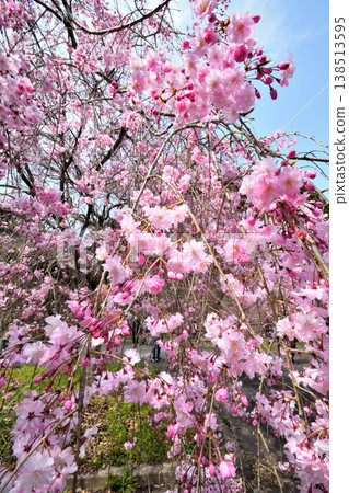 佐賀縣橫武水壩周圍的櫻花。 佐賀縣橫武水壩周圍的櫻花。 138513595