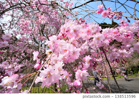 佐賀縣橫武水壩周圍的櫻花。 138513596