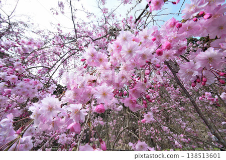 佐賀縣橫武水壩周圍的櫻花。 138513601