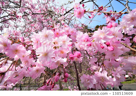 佐賀縣橫武水壩周圍的櫻花。 138513609