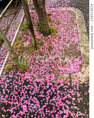 A spring scene in Kyoto's Saiin district, adorned with scattered red cherry blossom petals. A spring scene in Kyoto's Saiin district, adorned with scattered red cherry blossom petals. 138513674