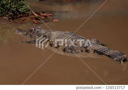 The crocodile on the river near canal 138513717