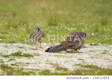 A scene where a male kestrel that has caught a lizard hands its prey to a female. A scene where a male kestrel that has caught a lizard hands its prey to a female. 138513854