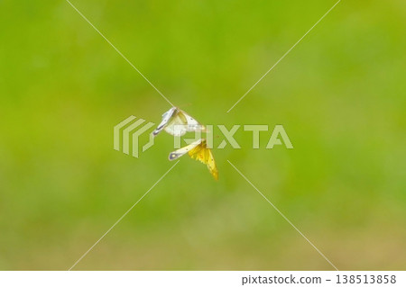 Two butterflies dance, heralding the arrival of spring; a pair of Clouded Yellow butterflies float against a green background. Two butterflies dance, heralding the arrival of spring; a pair of Clouded Yellow butterflies float against a green background. 138513858
