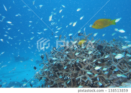 Blue ocean, coral reefs, and a school of damselfish - underwater photography Blue ocean, coral reefs, and a school of damselfish - underwater photography 138513859