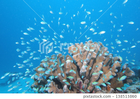 Blue ocean, coral reefs, and a school of damselfish - underwater photography Blue ocean, coral reefs, and a school of damselfish - underwater photography 138513860