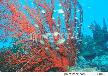 Underwater photograph of a juvenile damselfish hiding among sea fans. 138513862