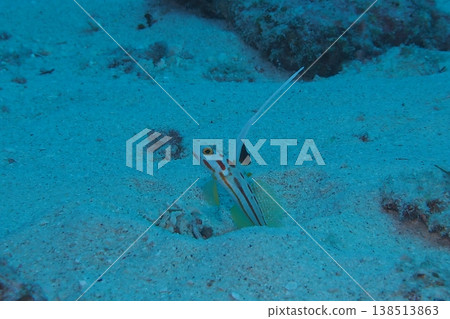 Underwater photograph of a goby hiding in the sandy bottom 138513863