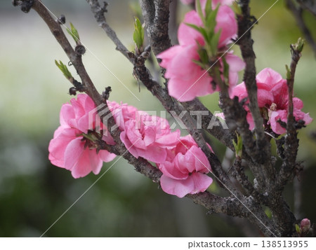 Pink Flower of Hanamomo Pink Flower of Hanamomo 138513955