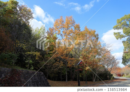 Autumn park: The oak trees are vividly colored. 138513984