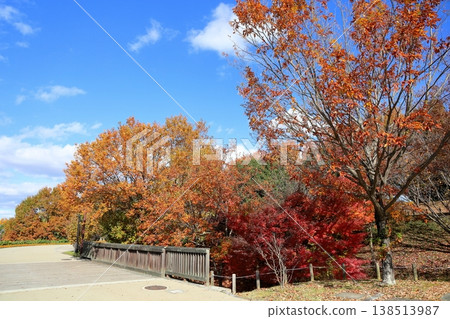 Autumn park 138513987
