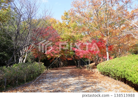 Autumn park, vibrant maple leaves, autumn foliage 138513988