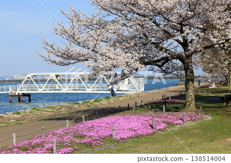 琵琶湖畔,櫻花和苔蘚福祿考競相綻放,陽光明媚。 琵琶湖畔,櫻花和苔蘚福祿考競相綻放,陽光明媚。 138514004
