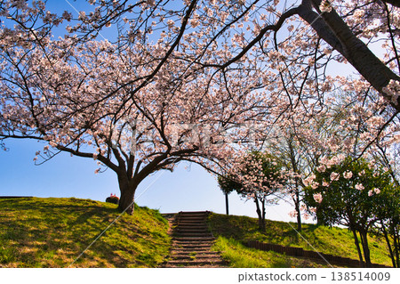 橫濱公園景色,櫻花盛開。 橫濱公園景色,櫻花盛開。 138514009