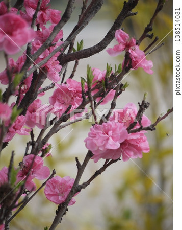 Pink flowers of the flowering peach Pink flowers of the flowering peach 138514081