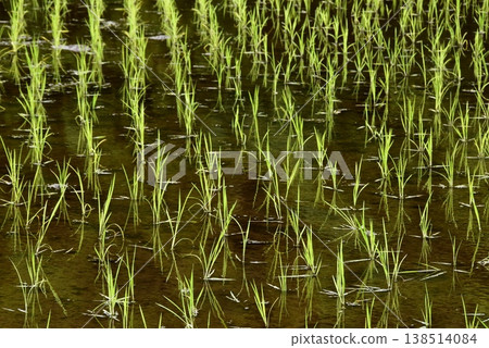 Agricultural image: Rice paddy immediately after planting. Agricultural image: Rice paddy immediately after planting. 138514084