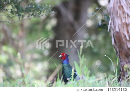 一隻野雞站在草地上 138514180