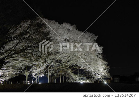 天平之丘公園的夜櫻美輪美奐 天平之丘公園的夜櫻美輪美奐 138514207