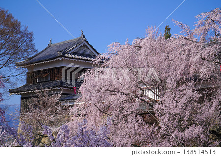 Cherry blossoms at Ueda castle ruins park 138514513