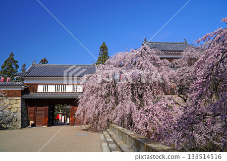 Cherry blossoms at Ueda castle ruins park Cherry blossoms at Ueda castle ruins park 138514516