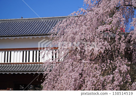 Cherry blossoms at Ueda castle ruins park Cherry blossoms at Ueda castle ruins park 138514519