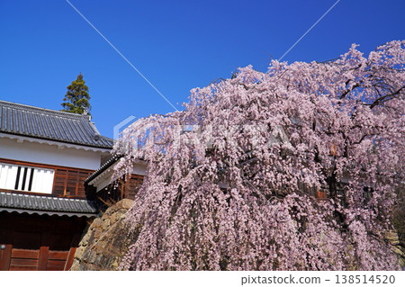 Cherry blossoms at Ueda castle ruins park Cherry blossoms at Ueda castle ruins park 138514520