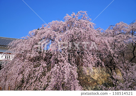Cherry blossoms at Ueda castle ruins park Cherry blossoms at Ueda castle ruins park 138514521