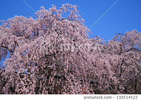 在Ueda城堡的櫻花破壞公園 在Ueda城堡的櫻花破壞公園 138514522
