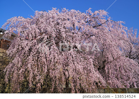 Cherry blossoms at Ueda castle ruins park Cherry blossoms at Ueda castle ruins park 138514524