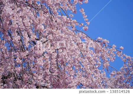 Cherry blossoms at Ueda castle ruins park Cherry blossoms at Ueda castle ruins park 138514526