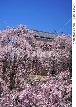 在Ueda城堡的櫻花破壞公園 138514528