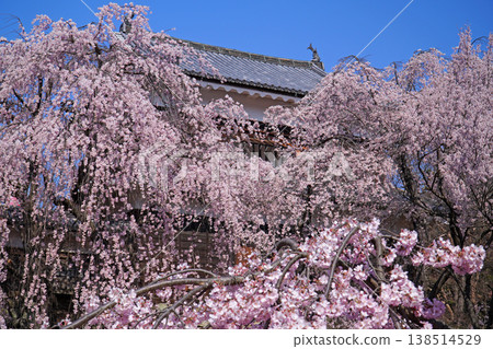 Cherry blossoms at Ueda castle ruins park Cherry blossoms at Ueda castle ruins park 138514529