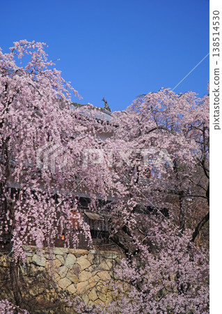 Cherry blossoms at Ueda castle ruins park Cherry blossoms at Ueda castle ruins park 138514530